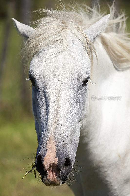 Camargue Horse的首领